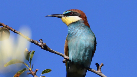 Bee Eaters